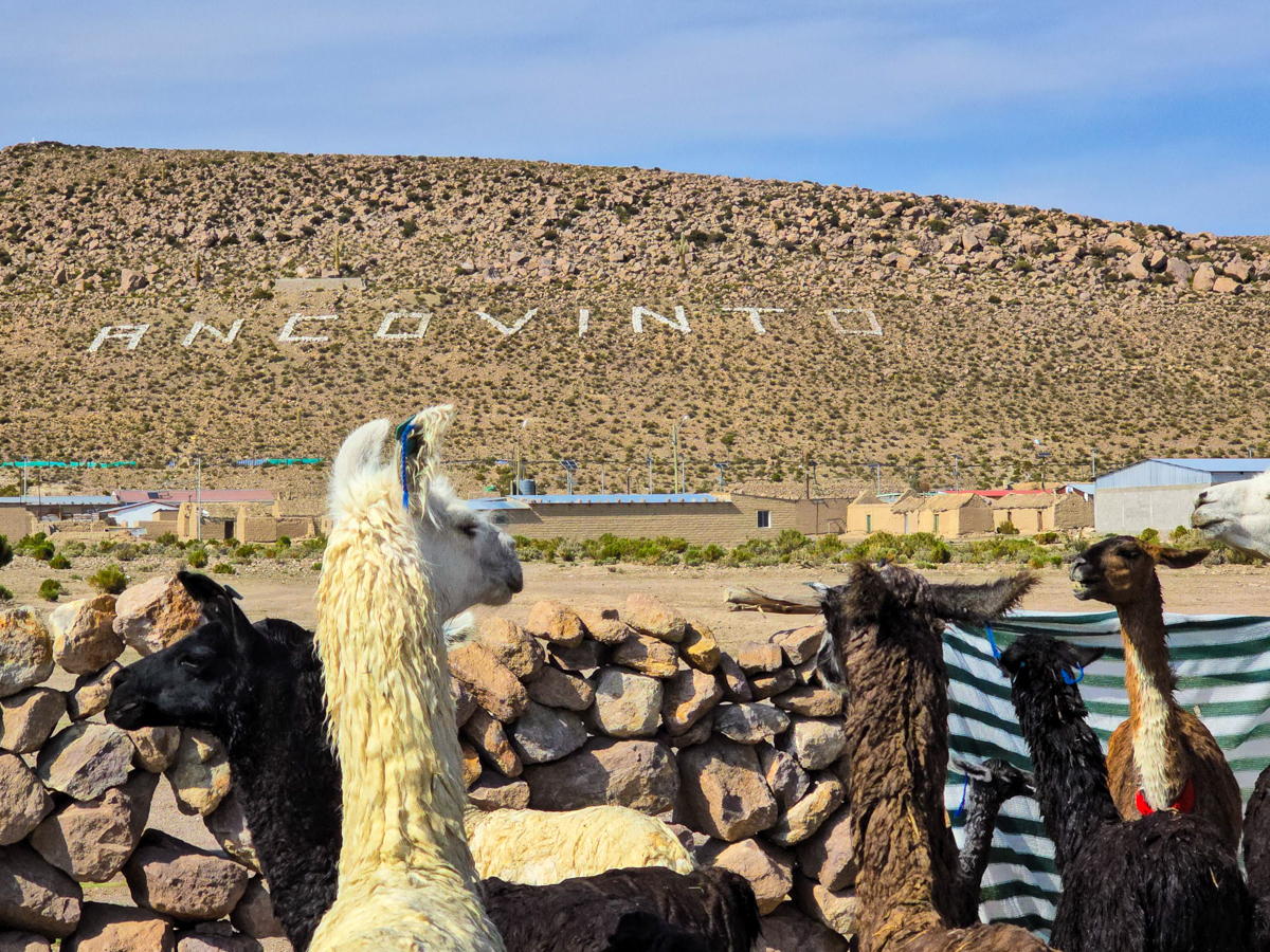 Ganadería camélida, Ancovinto, comuna de Colchane