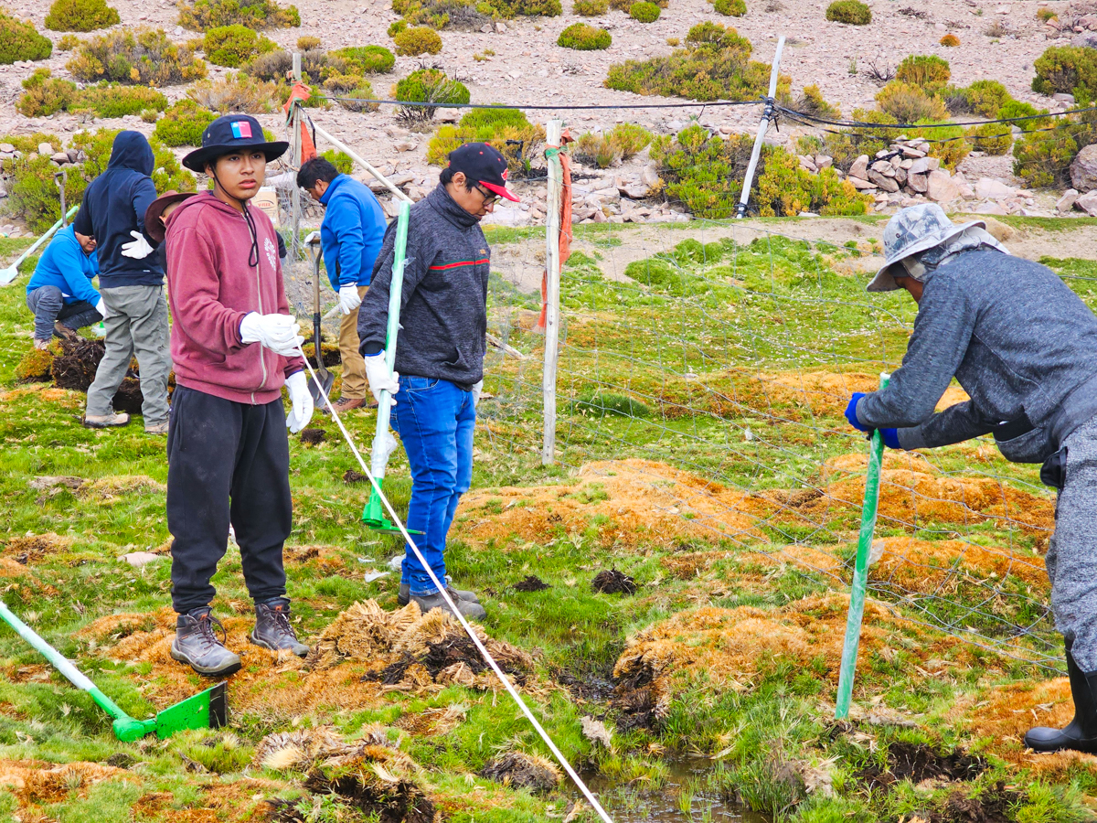 Manejo Tradicional en el sector en conjunto con la comunidad, Ancuyo, comuna de Colchane