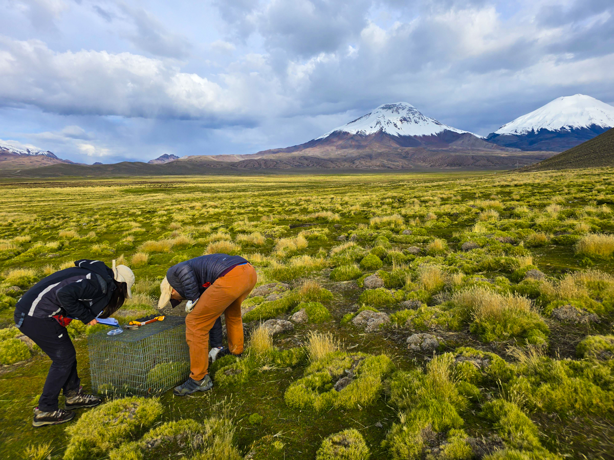 Instalación de Celdas de Exclusión, Caquena, comuna de Putre