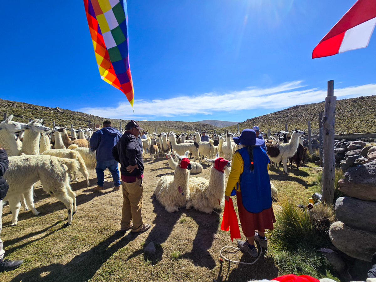 Actividades tradicionales ganaderas en estancia Utalakata, Guallatire, comuna de Putre