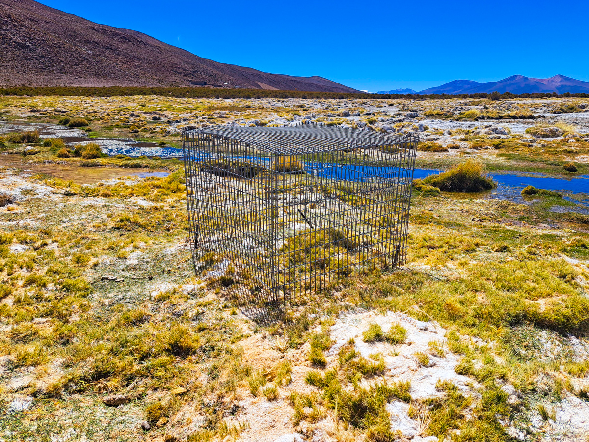 Celda de Exclusión en el sector, Laguna Huasco, comuna de Pica